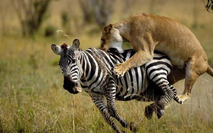 包含墨西哥田径名将再献绝技，速度与力量完美结合的词条