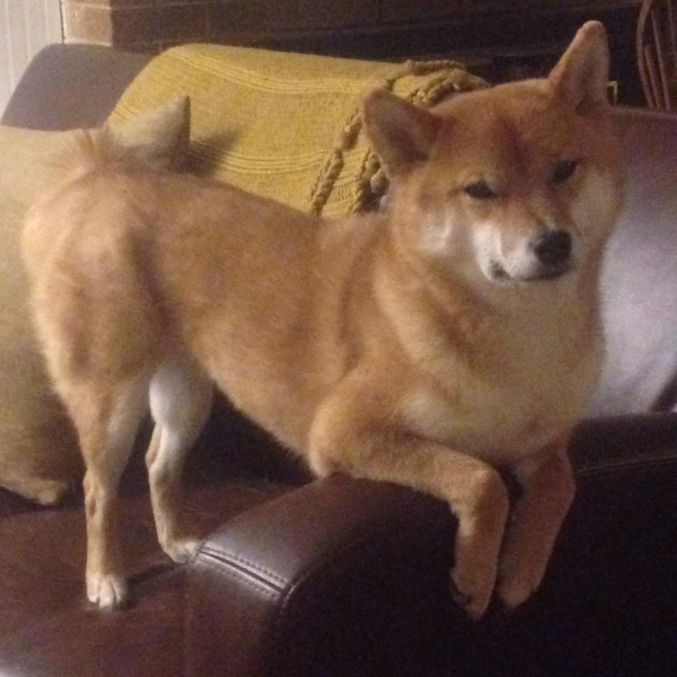 篮网主场力克灰熊，拉文末节爆发定乾坤