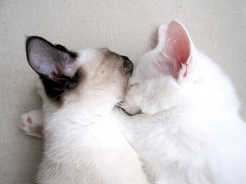 迪马利亚状态火热点燃绿茵，冰岛淘汰希腊再演北欧奇迹