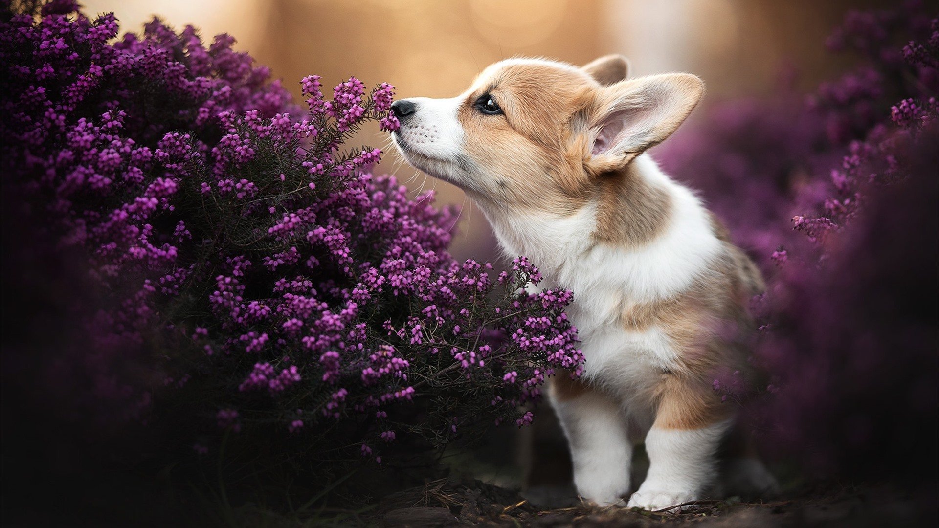 沉默枪手与无形重压，当争冠格局被一个不登场的身影改写