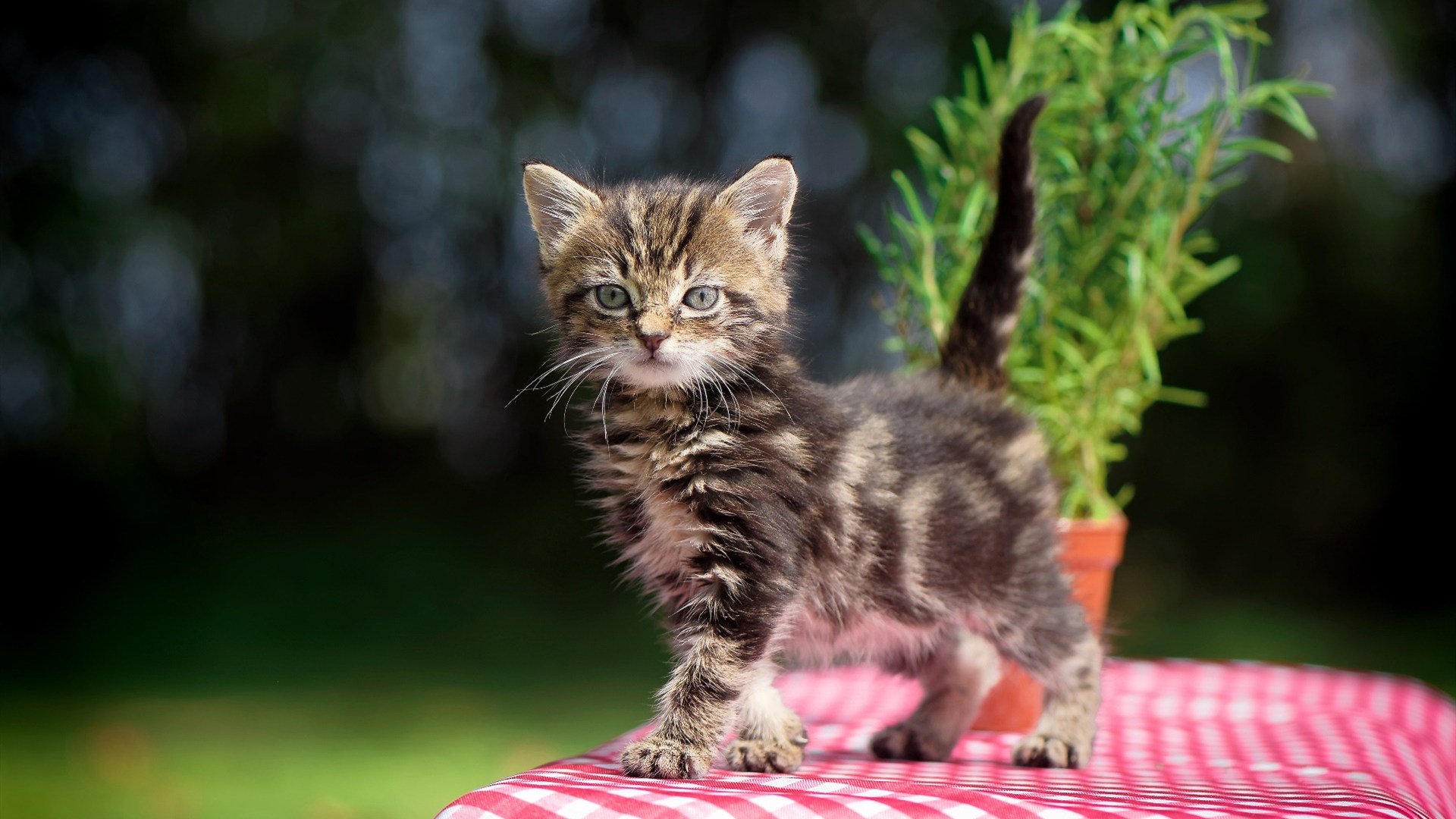 开云体育app-王者归来！欧冠决赛焦点战，拜仁强行终结皇家社会黑马神话