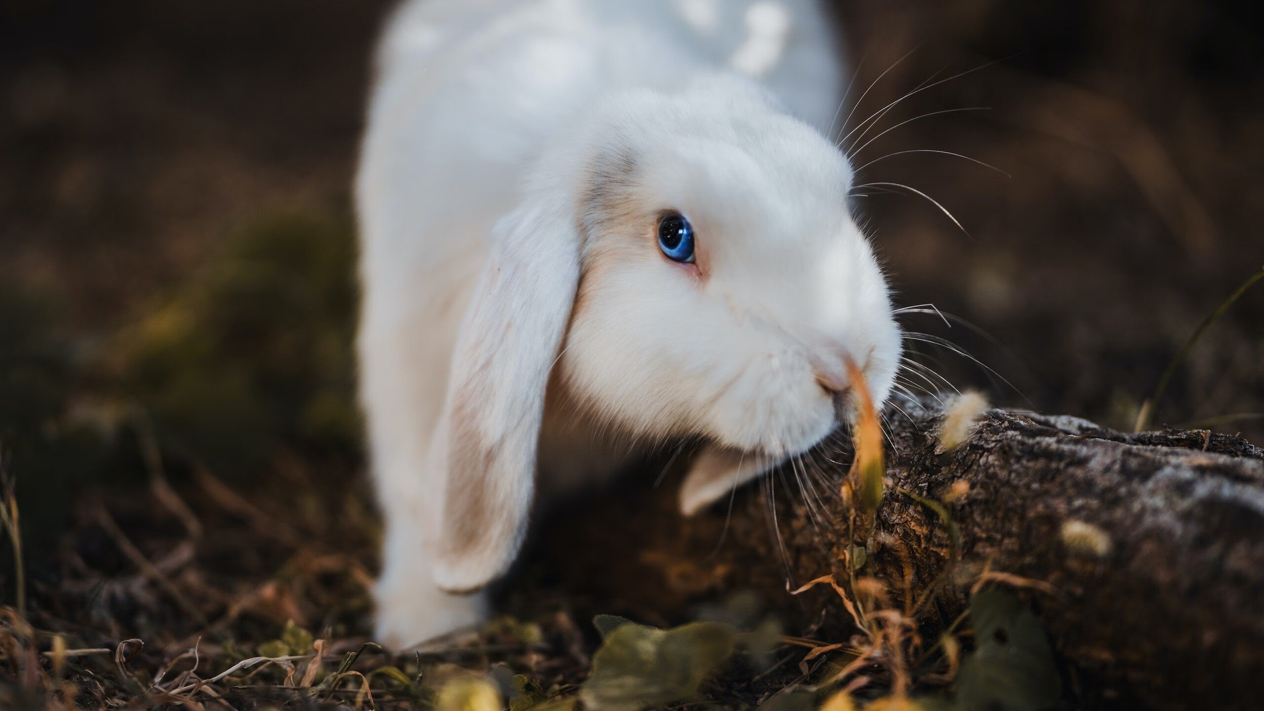 卡塔尔提前终结南非悬念，萨拉赫关键先生闪耀绿茵场