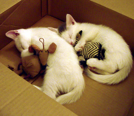 太阳直落魔术,班凯罗无双之夜,攻防两端铸就统治