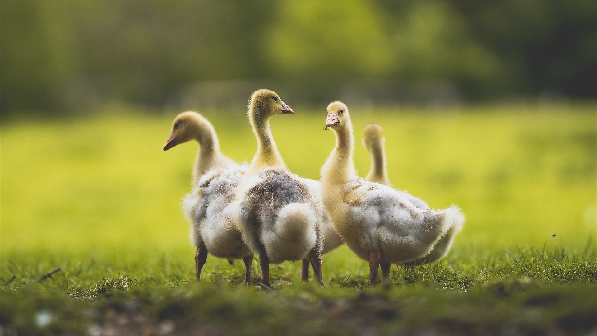 洪都拉斯闪电终结紫百合欧冠之旅—欧冠淘汰赛焦点战史诗回顾