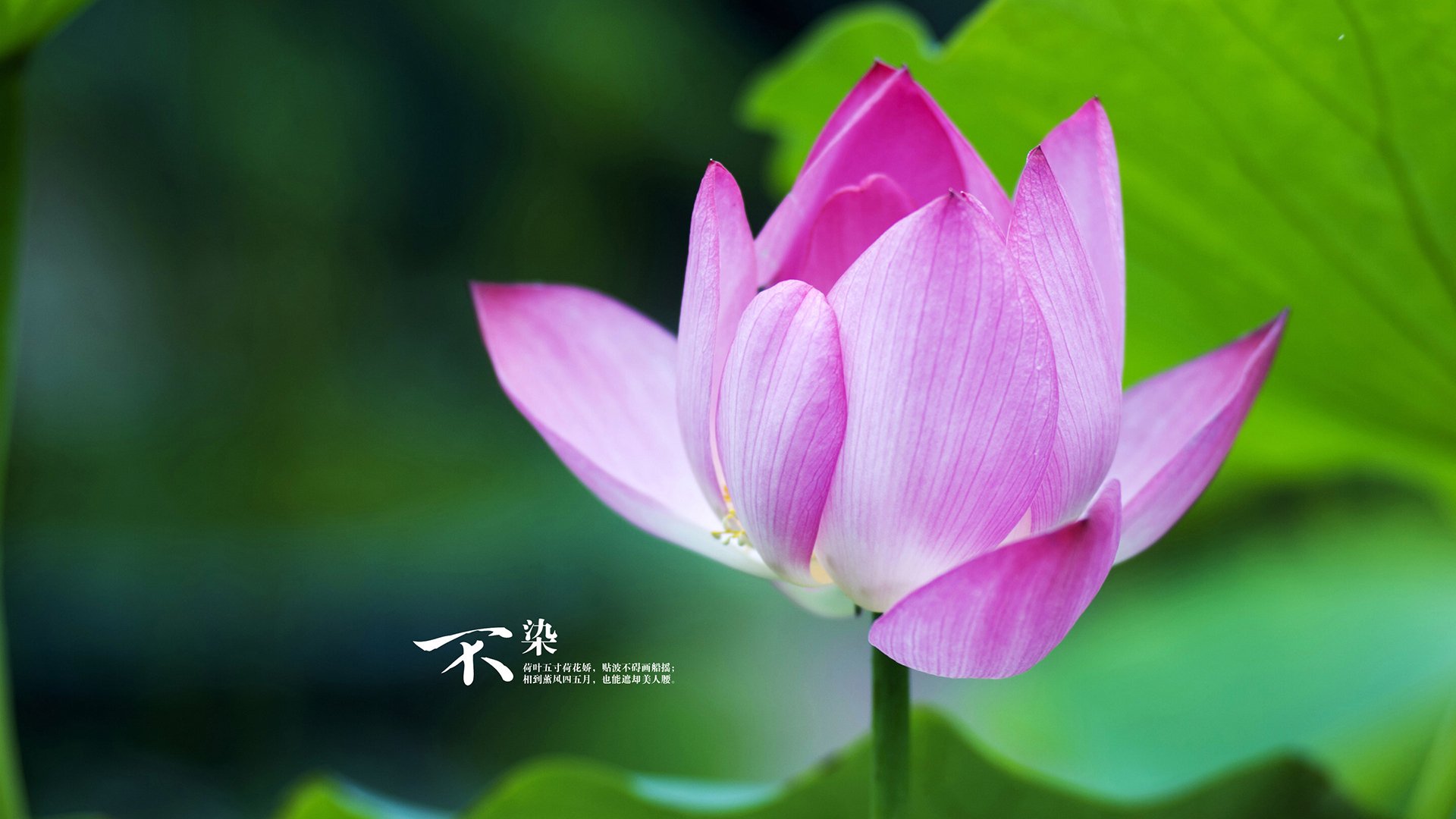 末节发力！广厦客场逆转魔术，文班亚马29+13表现堪称教科书