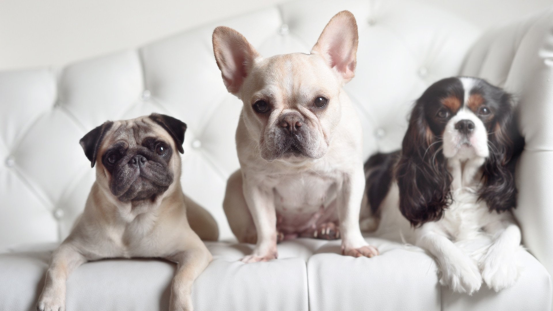 开云体育官方网站-绿茵场上的字母哥时刻，意甲焦点战中的个人英雄主义绽放