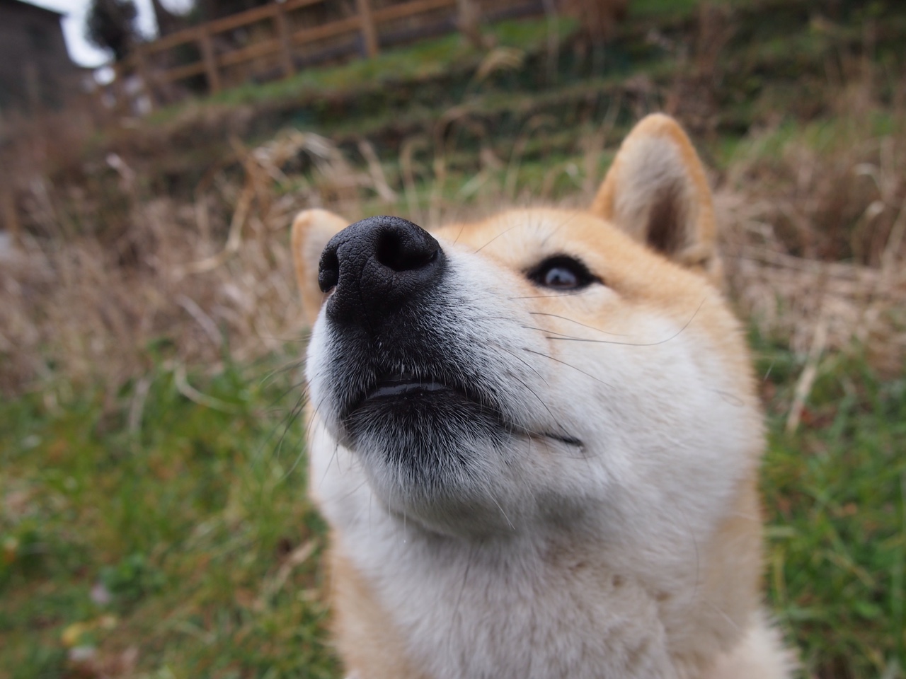 亚洲风暴席卷欧陆,那不勒斯的险胜与久保建英的德比宣言