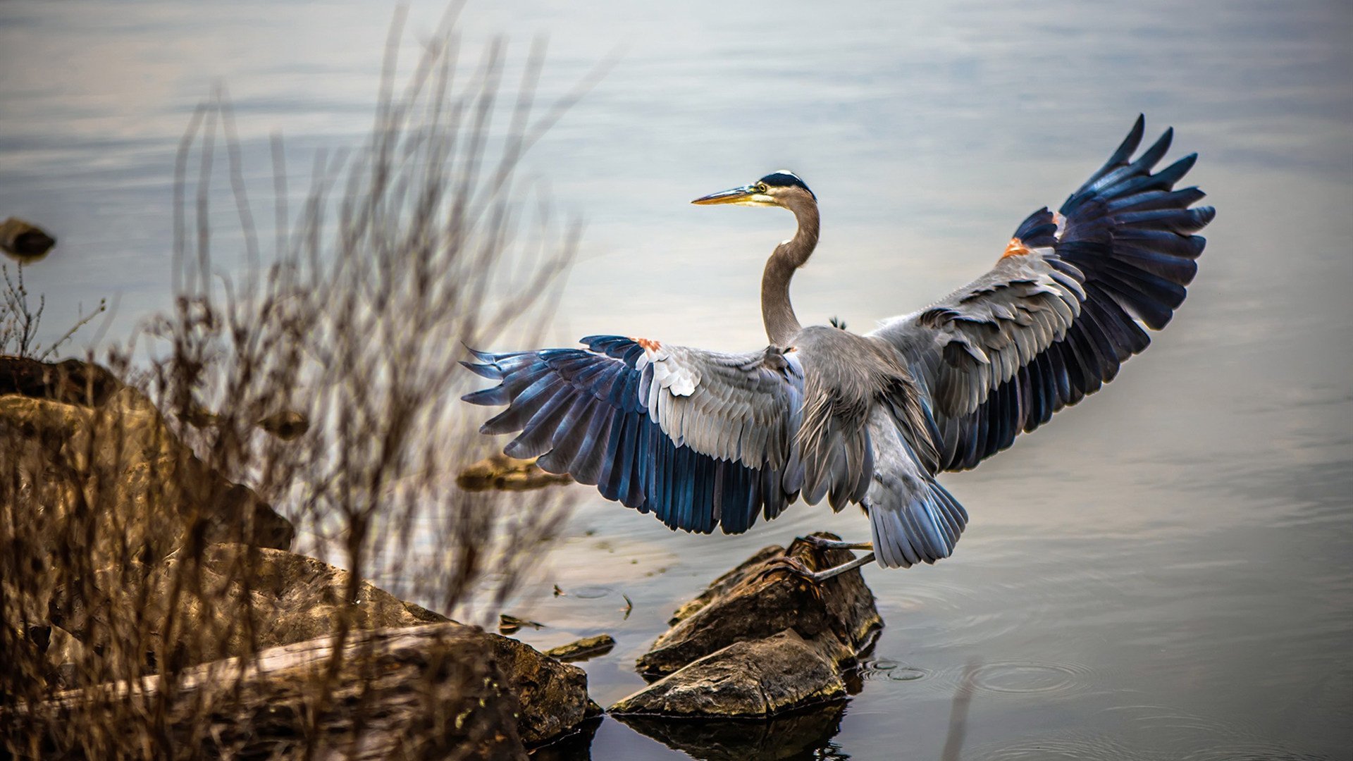 霍勒迪绝杀助独行侠淘汰灰熊,强势晋级西部半决赛