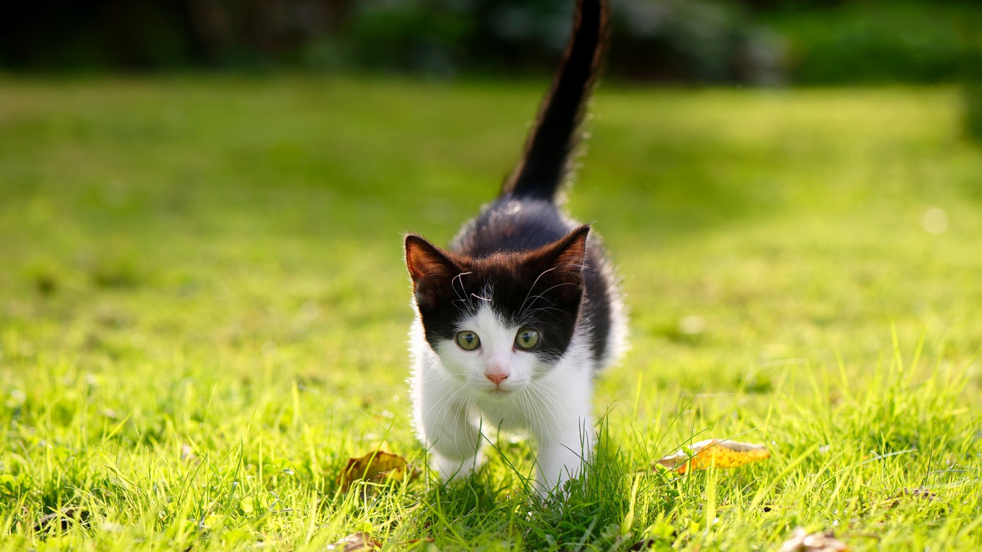 绿茵绝境与街道闪电，临界点上的掌控者