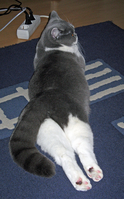 当维京战吼遇见斗牛士,奥斯梅恩的北境加冕礼