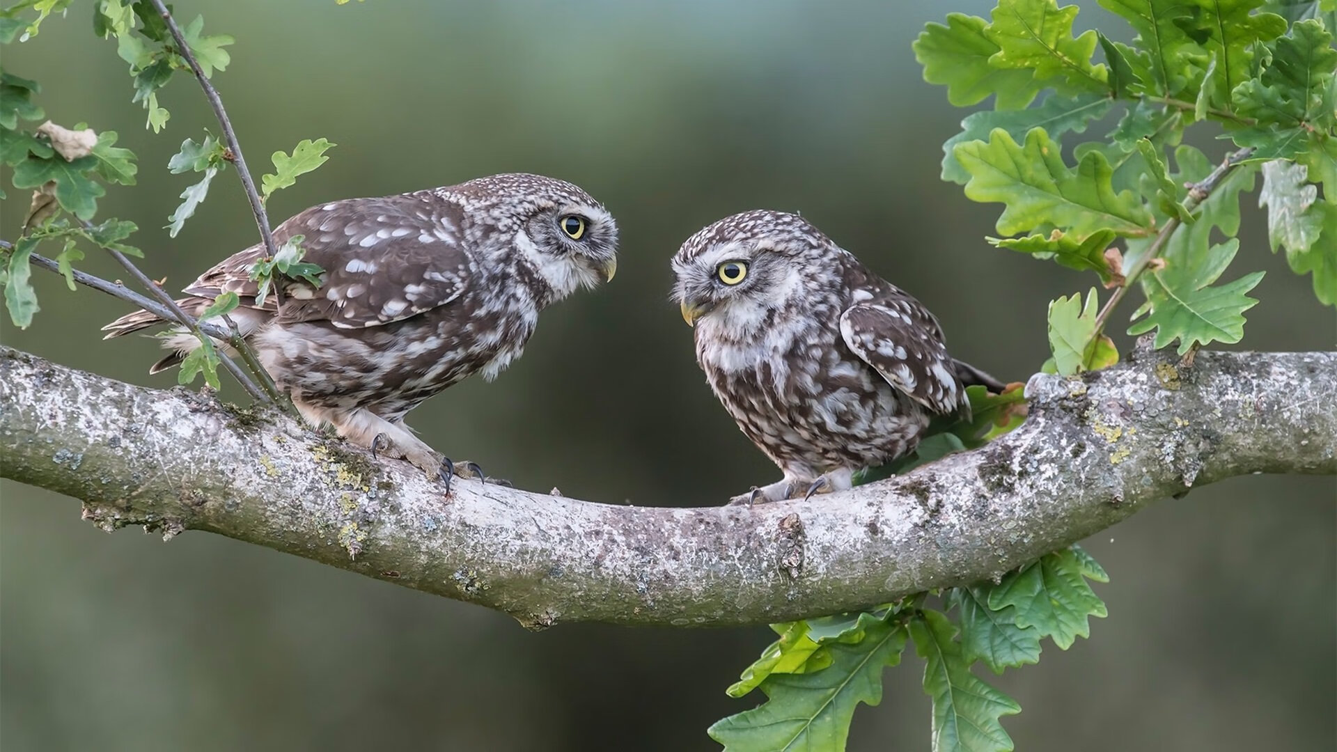 -末节先生，爱德华兹吹响英超争冠终场哨