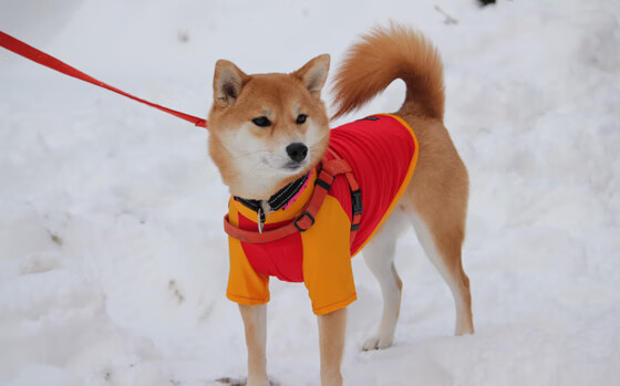 保罗用数据引爆球场,奇才单节狂潮让湖人溃不成军