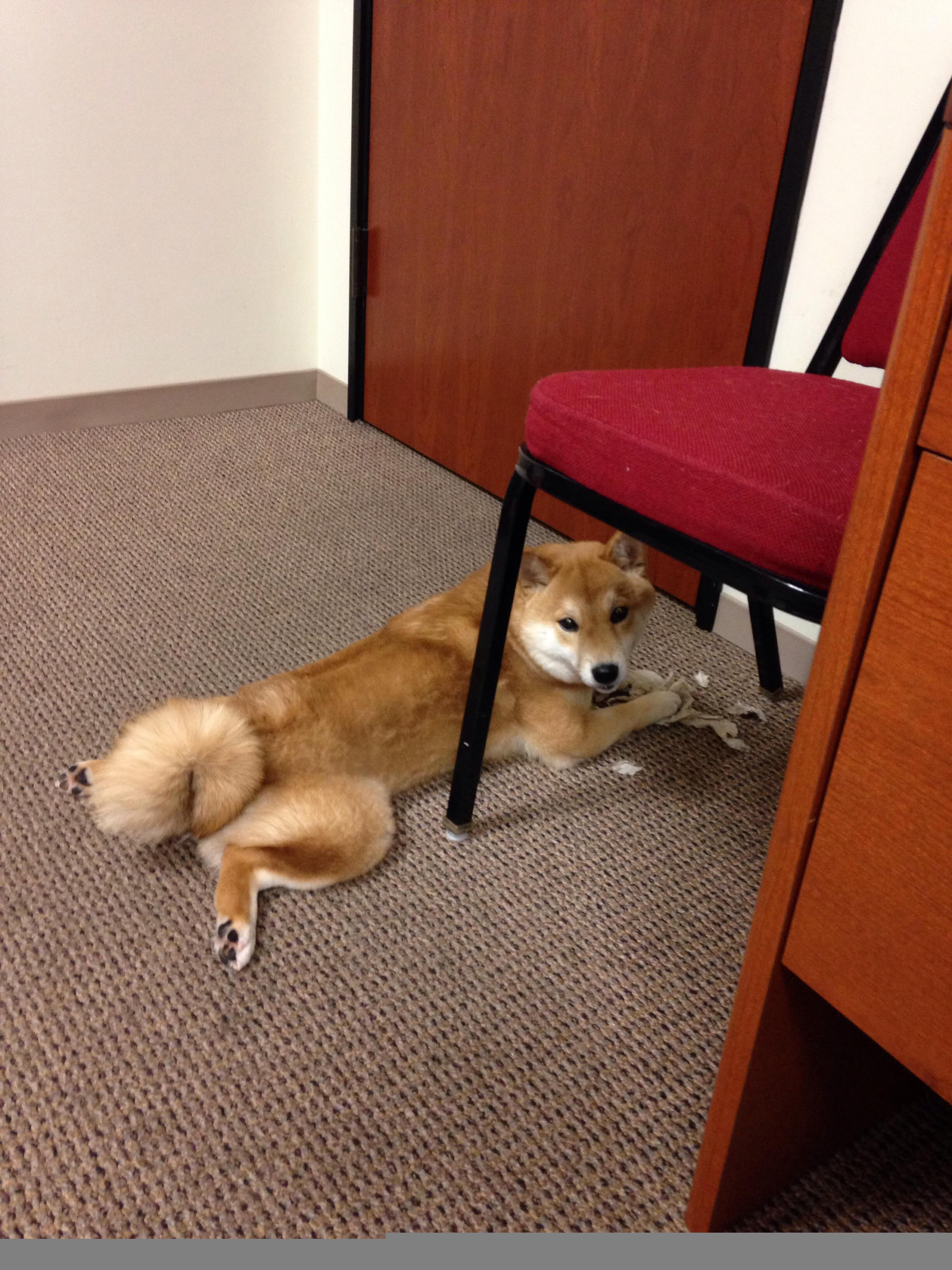 佩德里新援爆发显神威，多特蒙德决胜局力克伊朗迎首胜