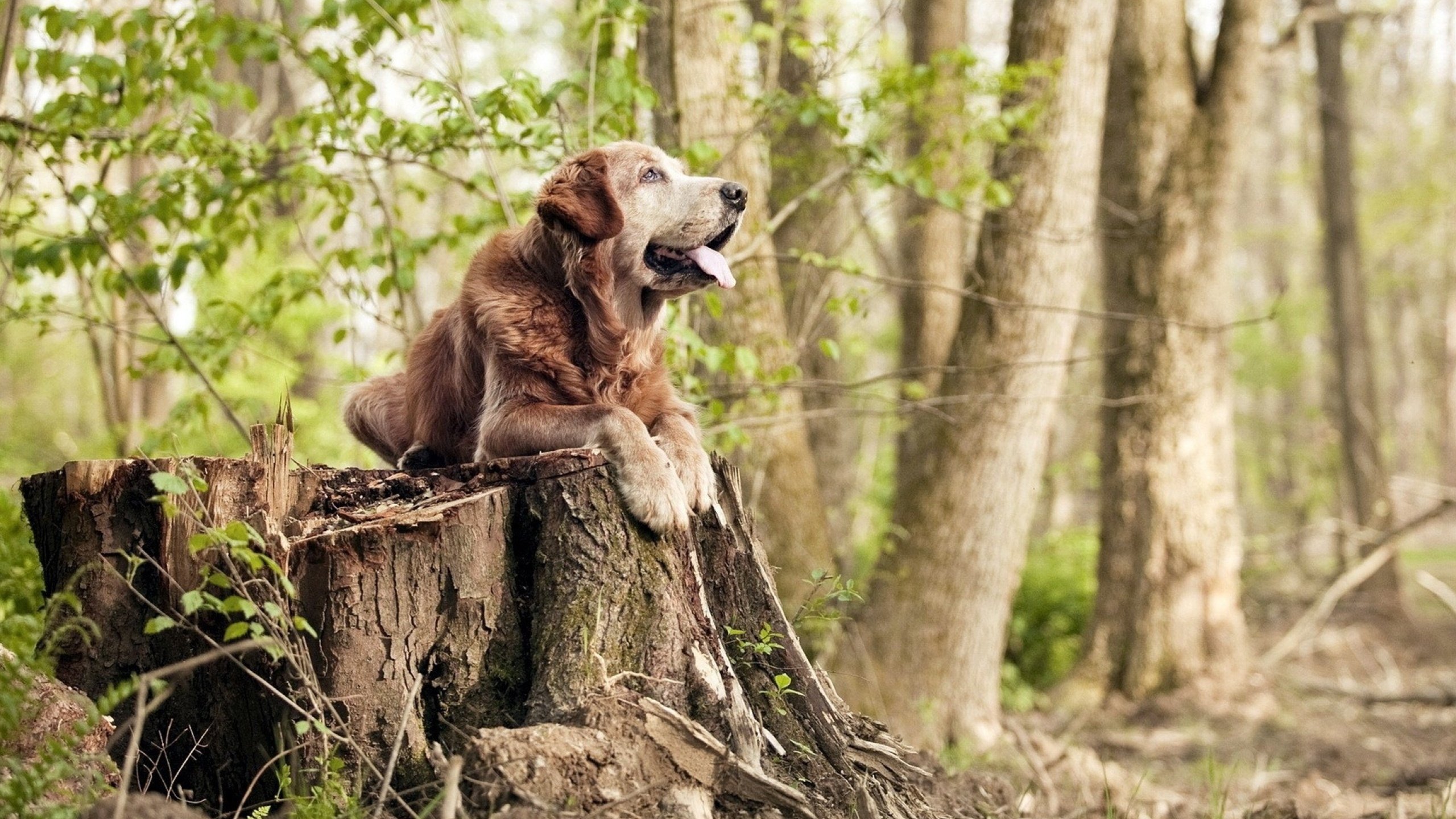 双线闪耀,格列兹曼诠释冠军心脏,厄瓜多尔铁蹄踏破智利防线