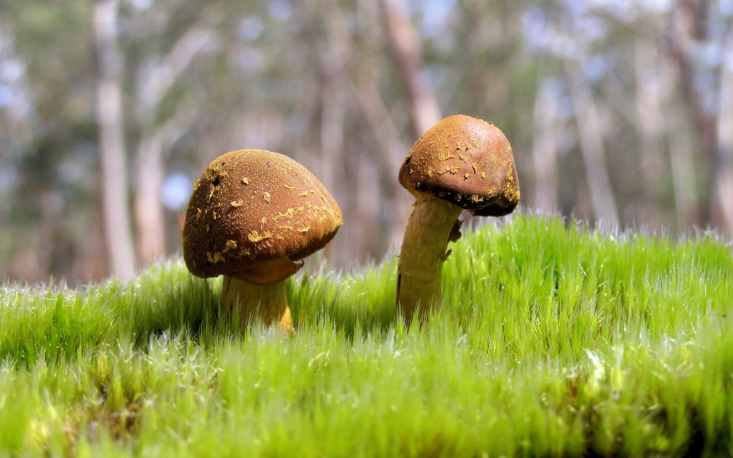 狼牙刺穿壁垒，当森林狼的硬骨头遇上保罗的穿甲弹