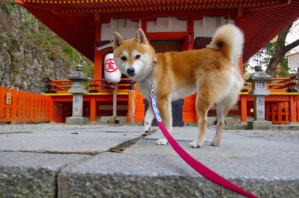 步行者一波流击溃爵士，布克抢七战独舞定乾坤