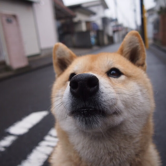 2026世界杯焦点战，加纳强势压制秘鲁，非洲雄狮咆哮北美赛场