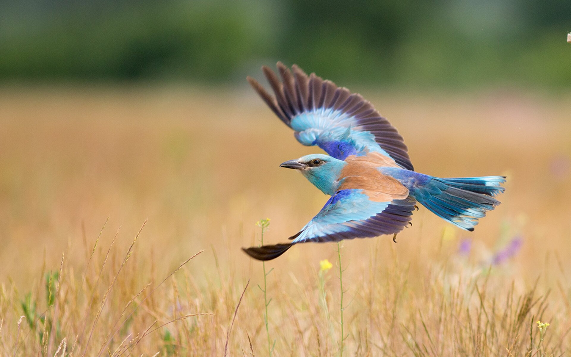 阿克防守端锁死对手，NBA季后赛之夜的铁壁铜墙
