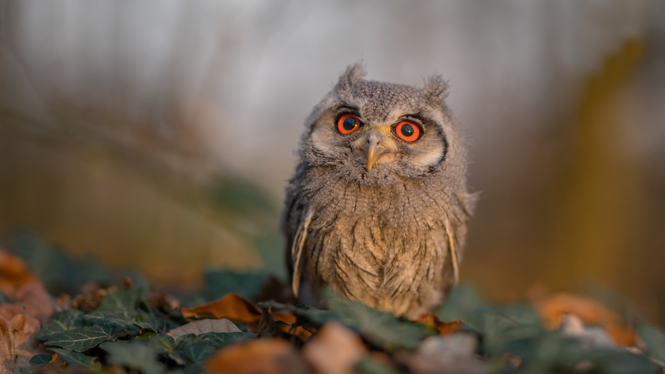 曼联对阵英格兰，卡瓦哈尔状态火热主宰梦幻对决