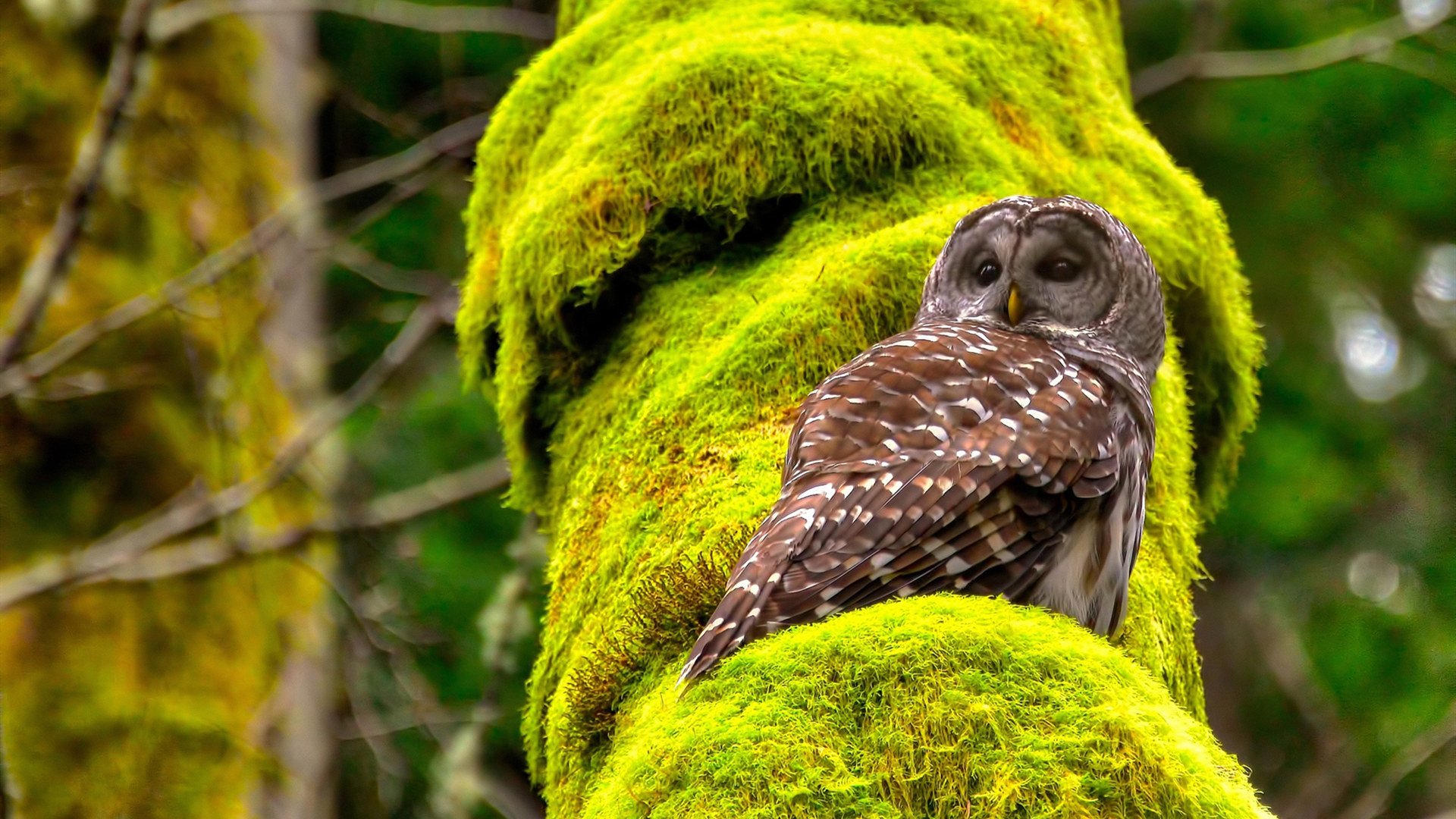 开云体育登录-奥运门票前的试炼，塔图姆用全能之夜交出教科书式答案