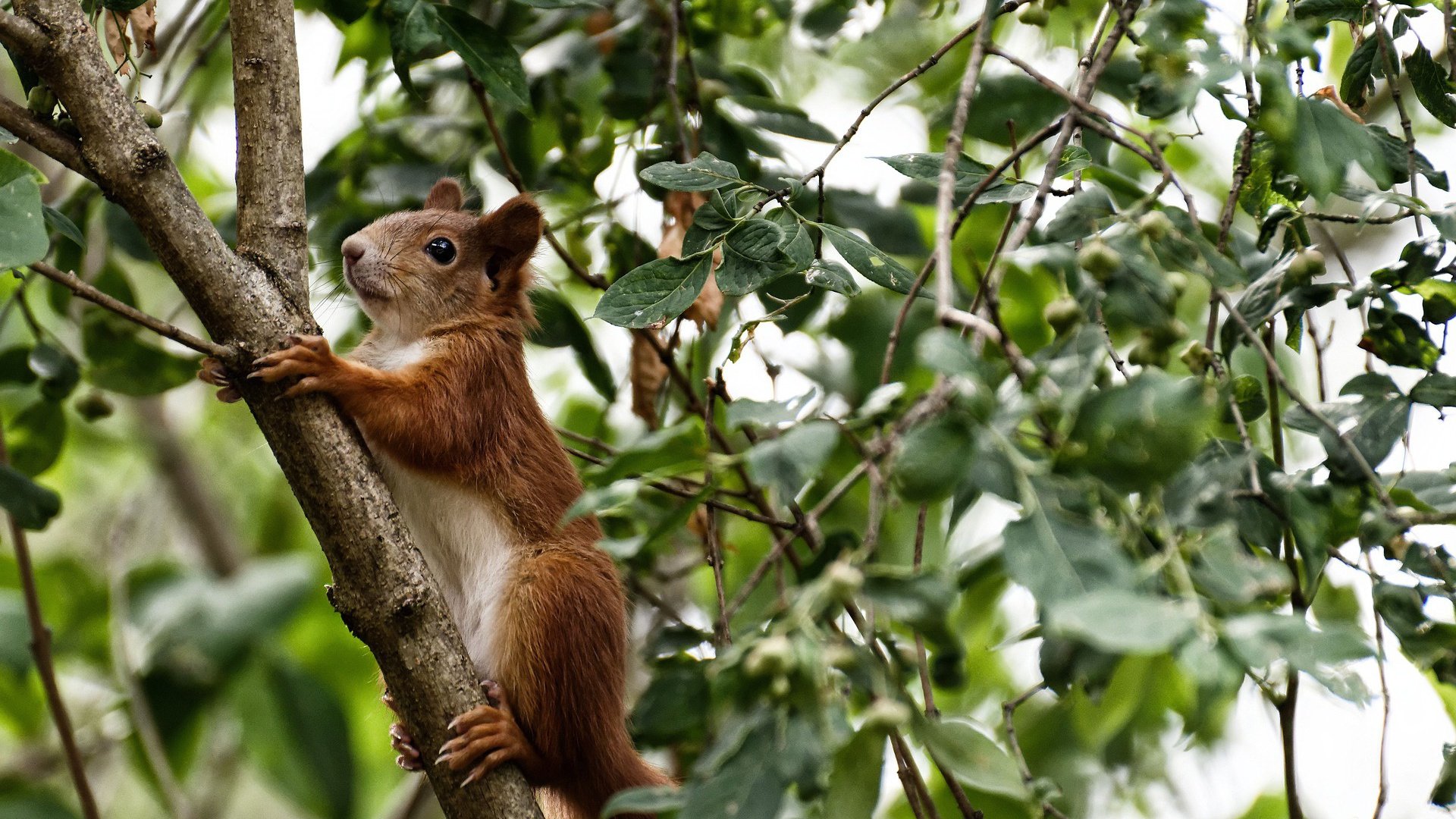 数据之夜，胜利之夜，约基奇里程碑三双独木难支，独行侠末节觉醒带走马刺