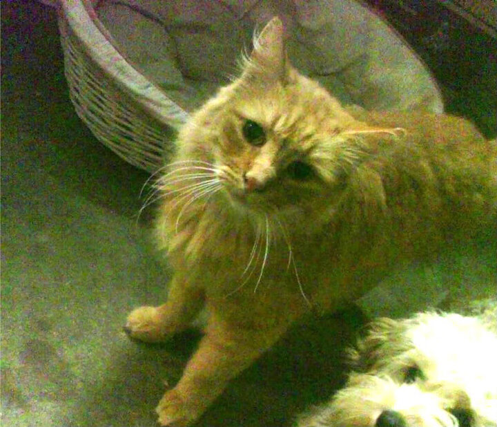 巨星之光，卡塞米罗在巴黎对决塞内加尔的比赛中彰显价值