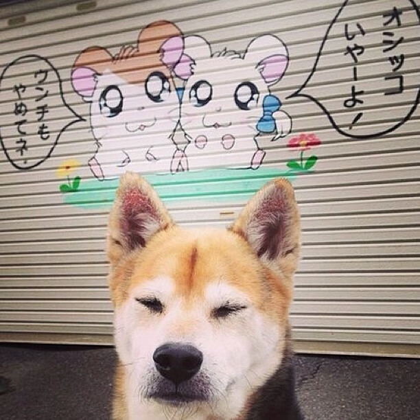 开云体育app-CBA版哈登时刻，上海掀翻十一冠王，致命一击背后的巨星逻辑