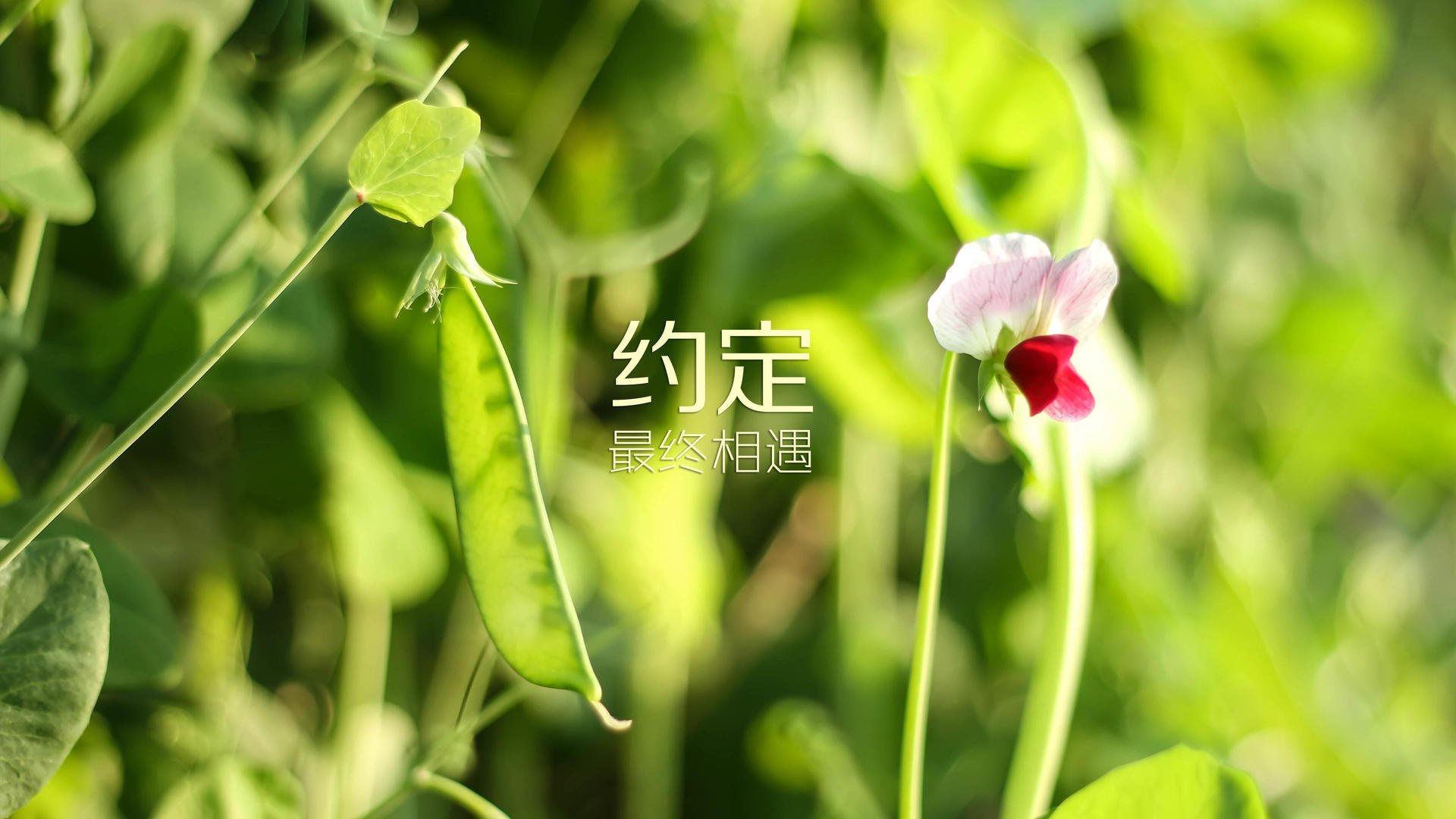 奇迹之夜,乌兹别克斯坦险胜瑞士,苏亚雷斯领衔演绎战术经典